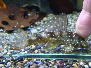 サザナミインコ