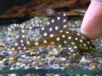 サザナミインコ