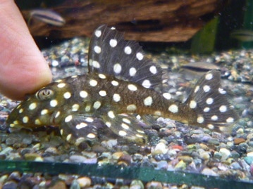 サザナミインコ