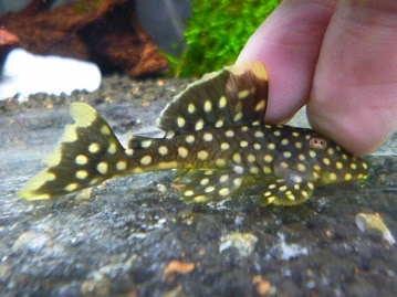 手乗りマメルリハ　ブルー　男の子　ヒナ餌卒業済み　１月９日