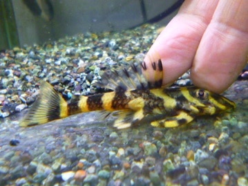 サザナミインコ