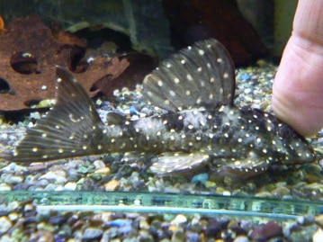 手乗りコザクラインコ　ノーマル　ヒナ　１月１０日