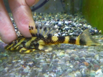 サザナミインコ