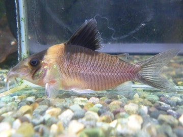 サザナミインコ