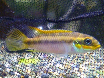 手乗りマメルリハ　ノーマルパイドの男の子　ヒナ