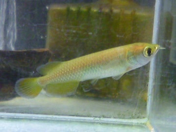 フクロモモンガ