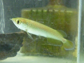 フクロモモンガ