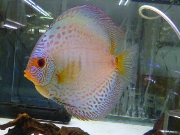 手乗りマメルリハインコ　アメリカンイエロー　男の子　ヒナ