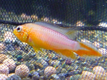 ２０１８年１１月３日生まれのキンカロー！