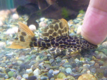 ミックス犬　お出迎え犬デビュー