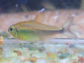 フクロモモンガ