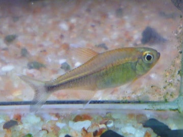 フクロモモンガ