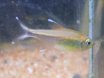 フクロモモンガ