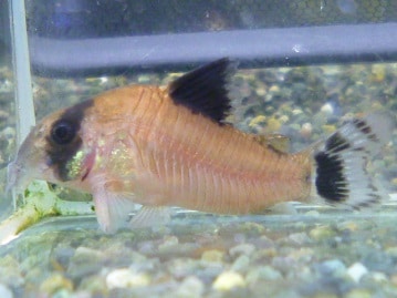 可愛い柴犬の　女の子　　２０１９年２月２２日撮影