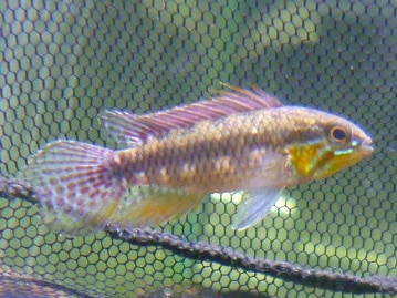 手乗りマメルリハインコ　ブルー　男の子　ヒナ