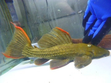 ロップイヤーラビット