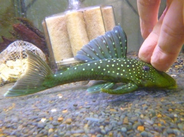 ロップイヤーラビット