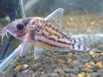 錦花鳥（キンカチョウ）