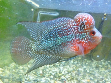 ミックス犬　ボロニーズ×ポメラニアン