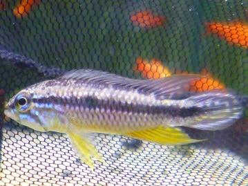 ジャンボセキセイインコ