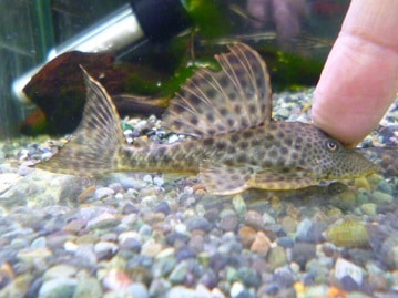 ロップイヤーラビット