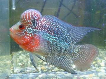 錦花鳥（キンカチョウ）