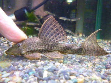 手乗りマメルリハ　アメリカンホワイト　女の子　ヒナ餌卒業済み