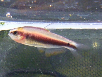 ジャンボセキセイインコ