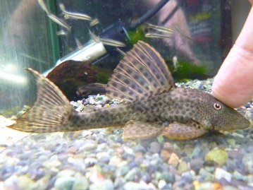 ジャンボセキセイインコ