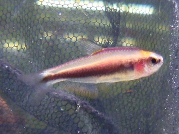 ロップイヤーラビット