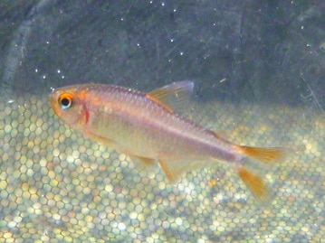 カラージャービル（スナネズミ）