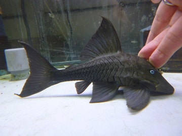 ライオンラビット