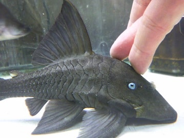 ライオンラビット