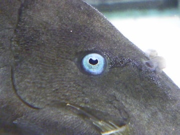 ライオンラビット