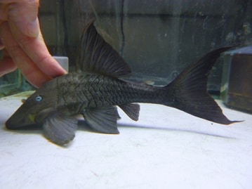 ライオンラビット