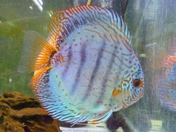 キエリボタンインコ