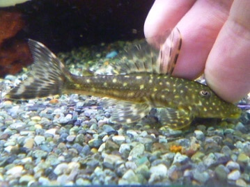 キエリボタンインコ