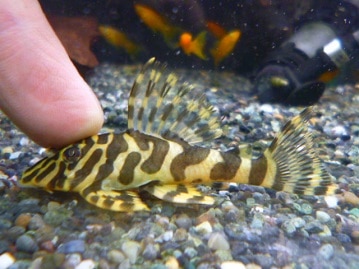 ジャンボキンカチョウ