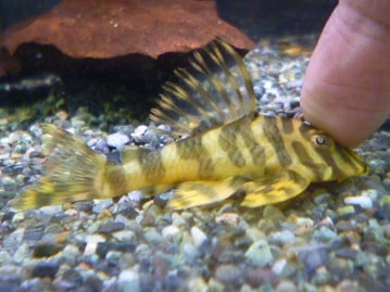 レッドモザイクカナリア