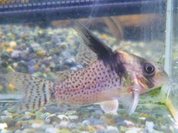 手乗りキエリボタンインコ　ヒナ　３月７日