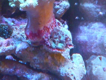 錦花鳥（キンカチョウ）