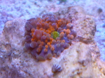 レッドモザイクカナリア　オス　２０１９年３月１日撮影　