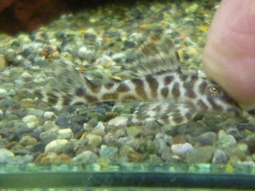 レッドモザイクカナリア