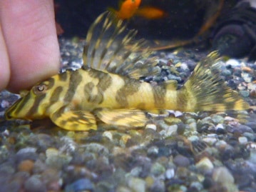 キエリボタンインコ