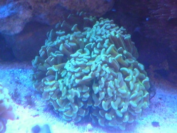 ジャンボキンカチョウ