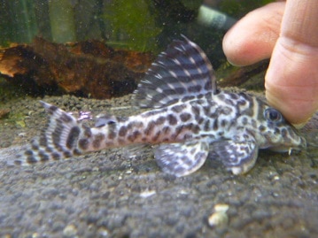 猩々チャボ（ ショウジョウチャボ）