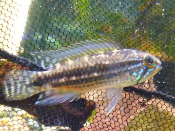 レッドモザイクカナリア