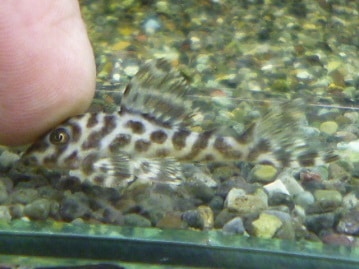 レッドモザイクカナリア