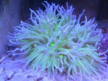 マルチーズ　お出迎え犬デビュー！