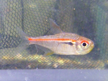 ジャンボキンカチョウ